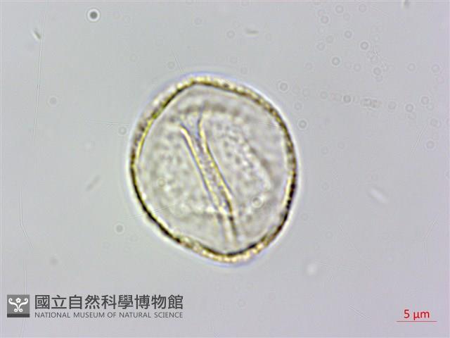 登錄號:S141242藏品圖，第2張