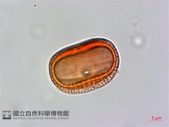 臺灣鱗球花藏品圖，第3張