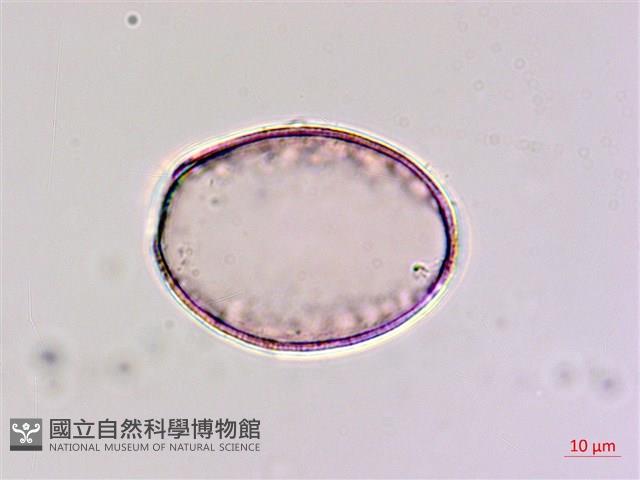 臺灣油點草藏品圖，第3張