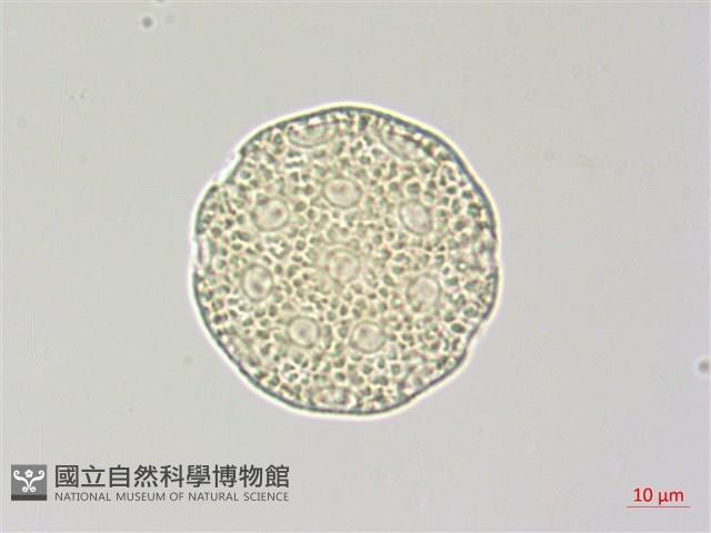 青葙藏品圖，第3張