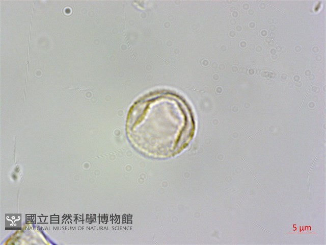 短角冷水麻藏品圖，第2張