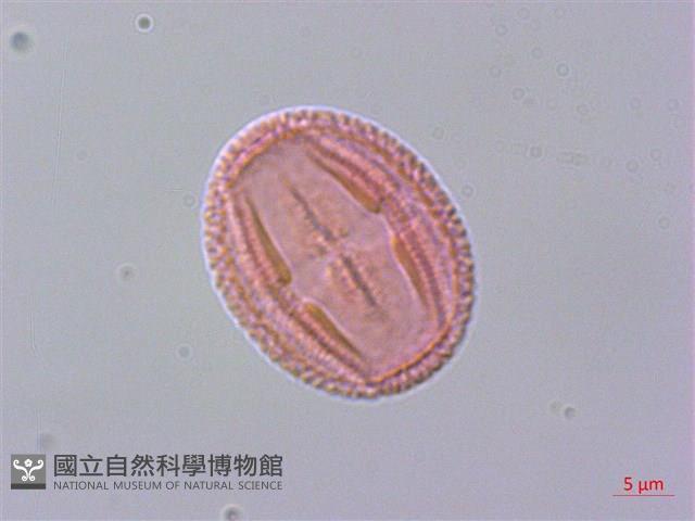 清風藤藏品圖，第2張