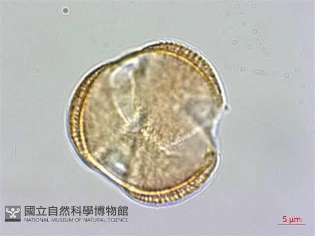 Accession Number:S086372 Collection Image, Figure 2, Total 3 Figures