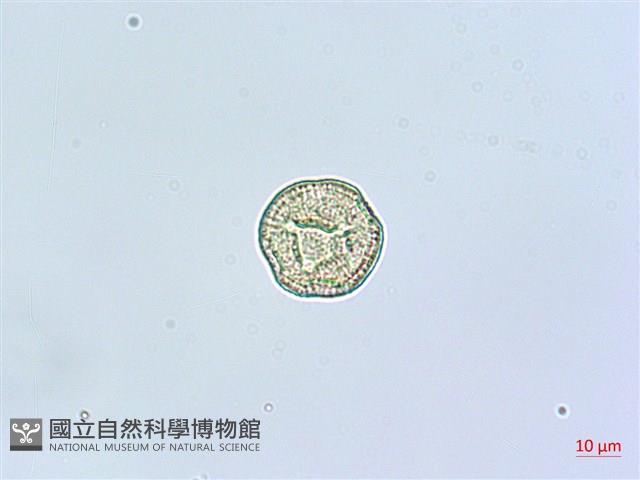 狗筋蔓藏品圖，第3張