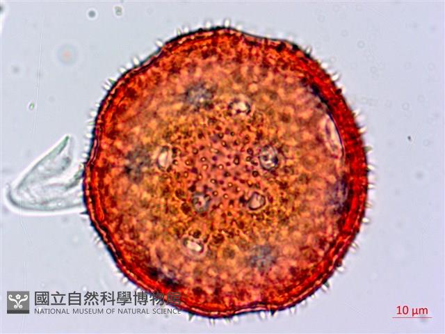 縮葉黃細心藏品圖，第2張