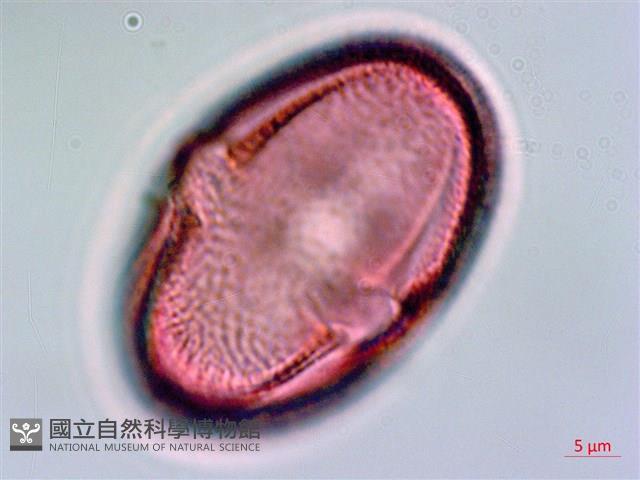 垂桉草藏品圖，第2張