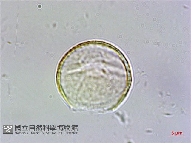 星果佛甲草藏品圖，第3張