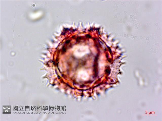 細葉假黃鵪菜藏品圖，第3張