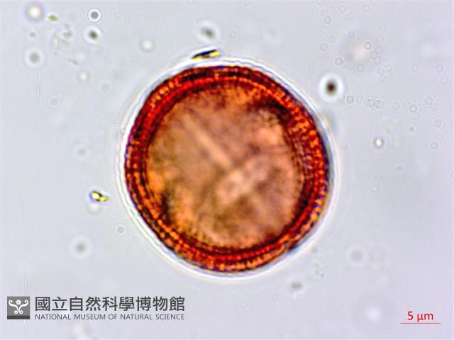 濱大戟藏品圖，第3張