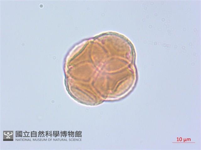 珍珠鹿蹄草藏品圖，第2張