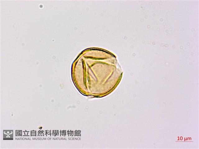 望江南藏品圖，第2張