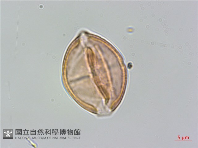 通條樹，喜馬山旌節花藏品圖，第2張