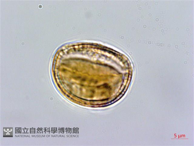 大肚山威靈仙藏品圖，第3張