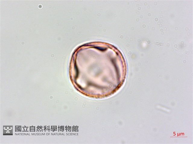 小刺山柑藏品圖，第2張