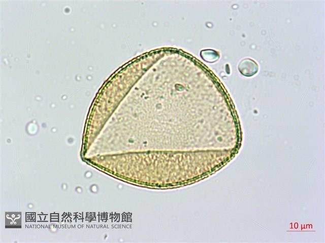 番仔林投藏品圖，第2張