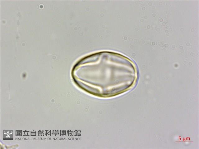 蘭嶼秋海棠藏品圖，第2張