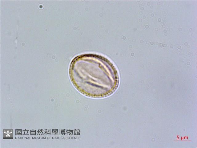 西印度櫻桃藏品圖，第2張