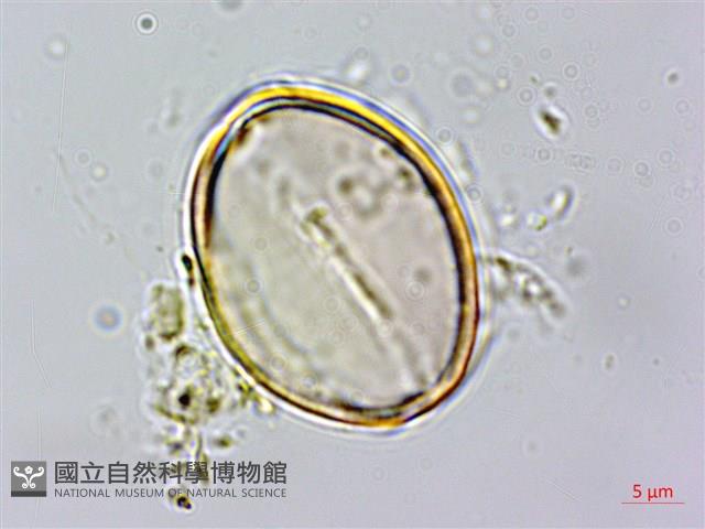 台灣假糙蘇藏品圖，第2張