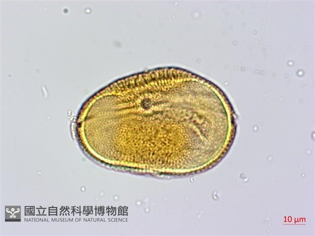 小花寬葉馬偕花藏品圖，第2張