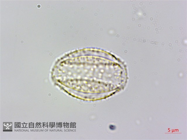 糙莖菝契、疣枝菝契藏品圖，第3張