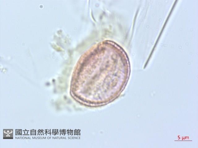 串鼻龍藏品圖，第3張