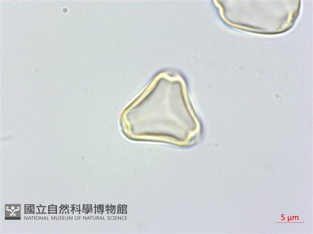 大花赤楠藏品圖，第3張