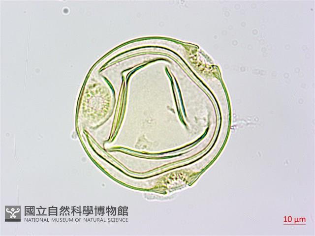 中華括樓藏品圖，第3張