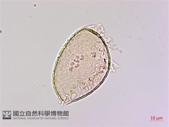 臺灣油點草藏品圖，第2張