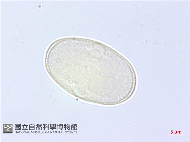 防風藏品圖，第2張