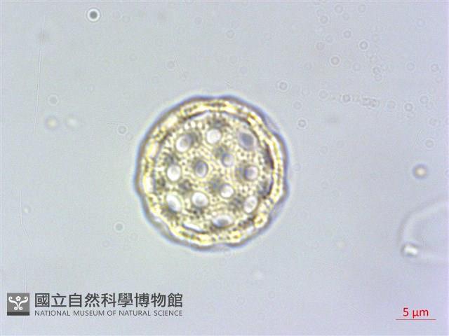 牛膝藏品圖，第3張