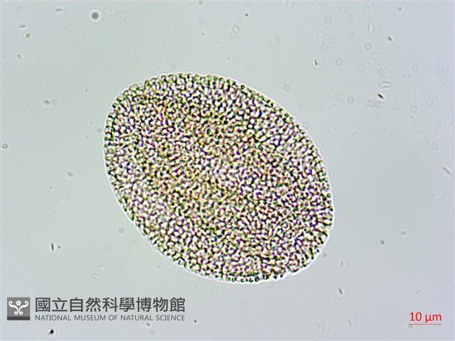 苦瓜藏品圖，第3張