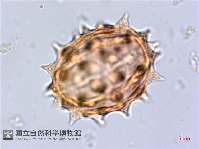 大頭艾納香藏品圖，第3張