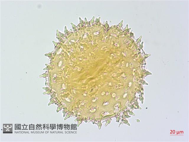 碗仔花藏品圖，第3張