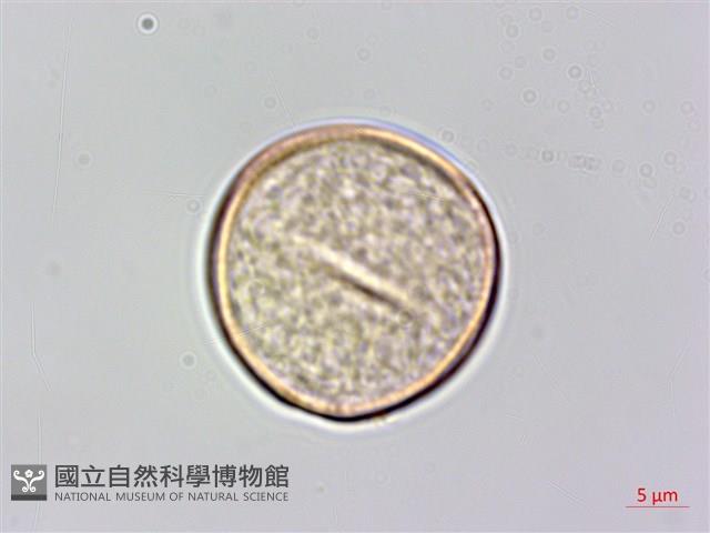 沙楠子樹藏品圖，第2張