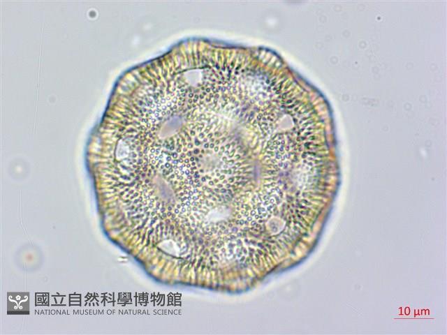 戟葉菜欒藤藏品圖，第3張