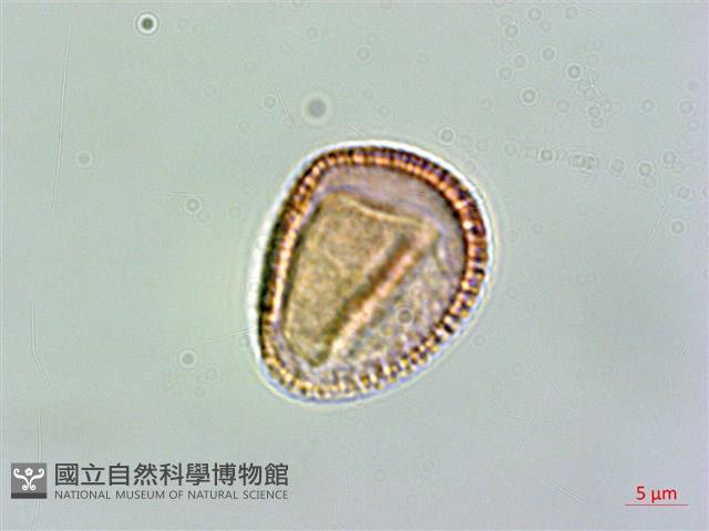 玉山筷子芥藏品圖，第2張