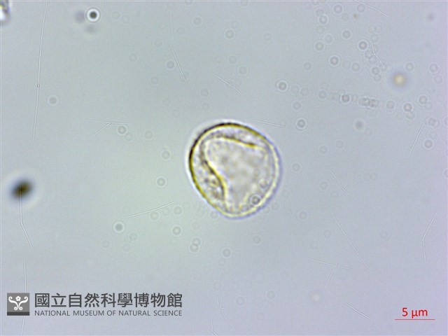 糙梗樓梯草藏品圖，第2張