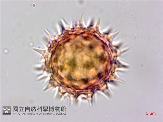 鼠麴草藏品圖，第3張