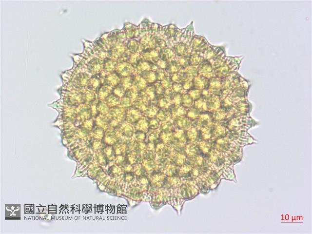 細葉金午時花藏品圖，第2張