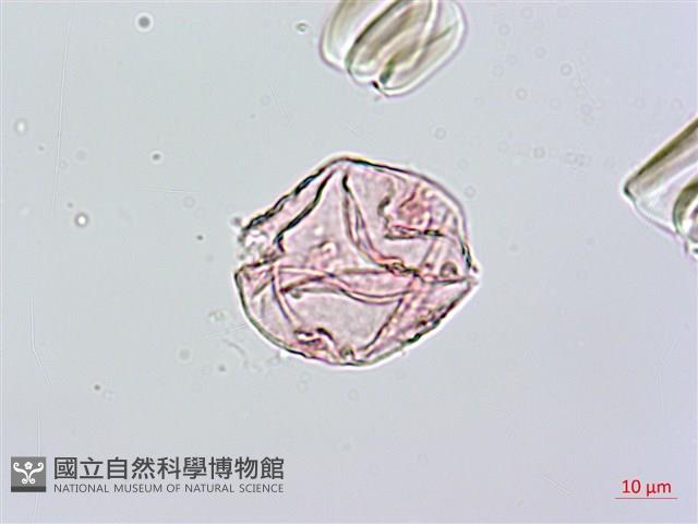 爬森藤藏品圖，第2張