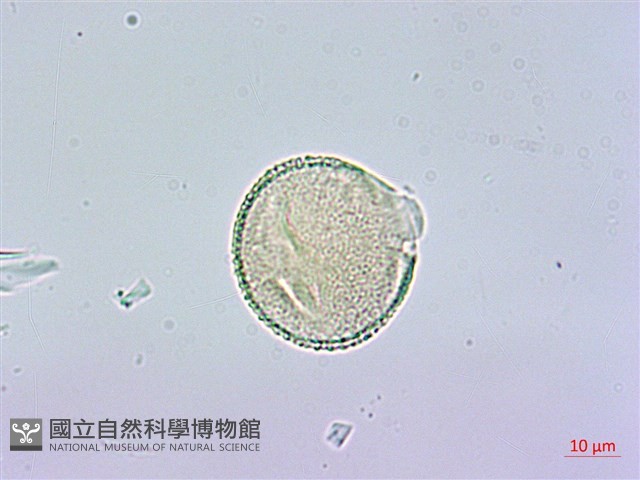 裡白蔥木藏品圖，第3張
