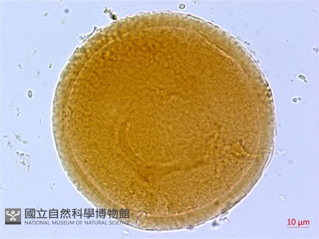 葛瑪蘭芭蕉藏品圖，第2張
