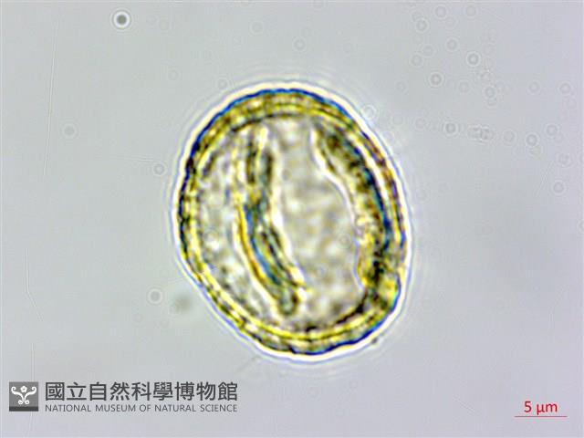 白櫟藏品圖，第2張