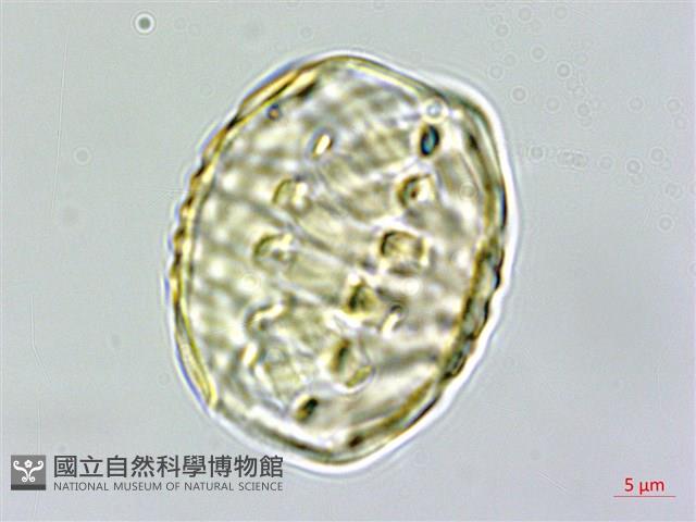 蓼葉遠志藏品圖，第2張