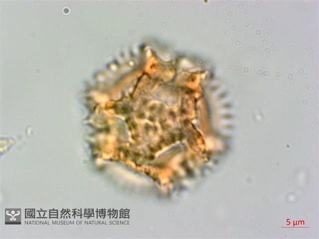 黃鵪菜藏品圖，第2張