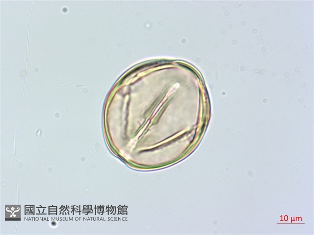 俄氏柿藏品圖，第3張
