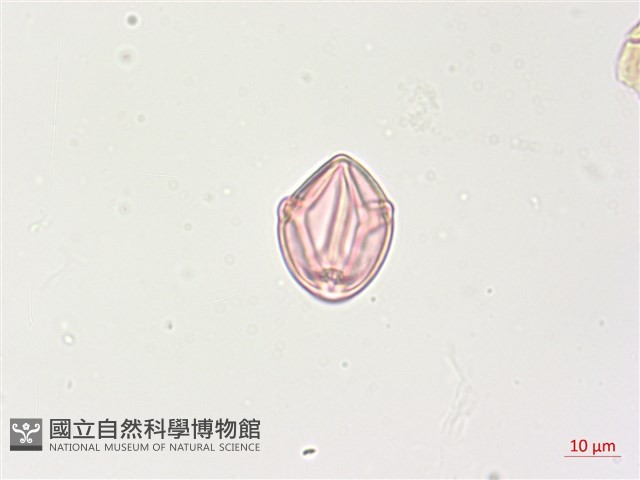 燈籠草藏品圖，第3張