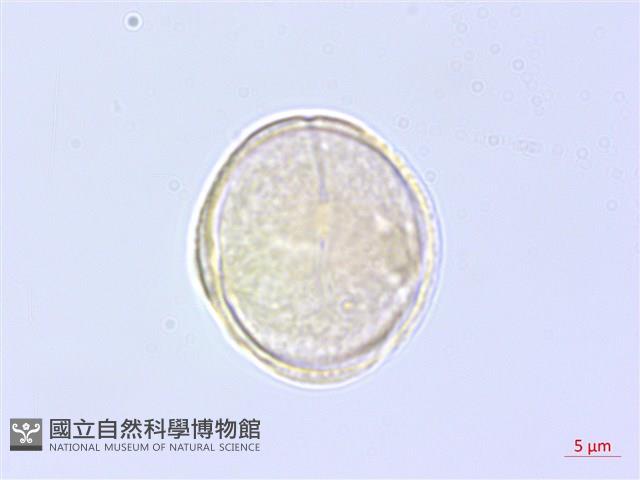 乞食碗藏品圖，第2張