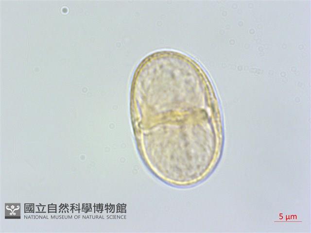 白花前胡藏品圖，第2張