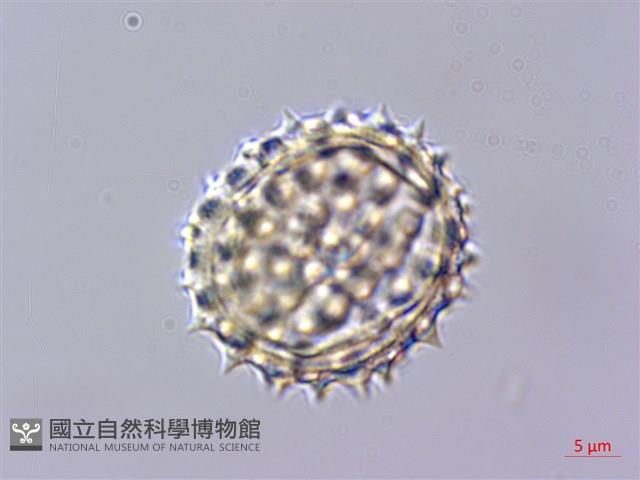 能高籟簫藏品圖，第3張